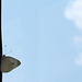 wishing the blue sky
