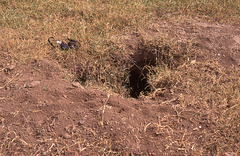 Aardvark burrow.