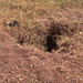 Aardvark burrow.