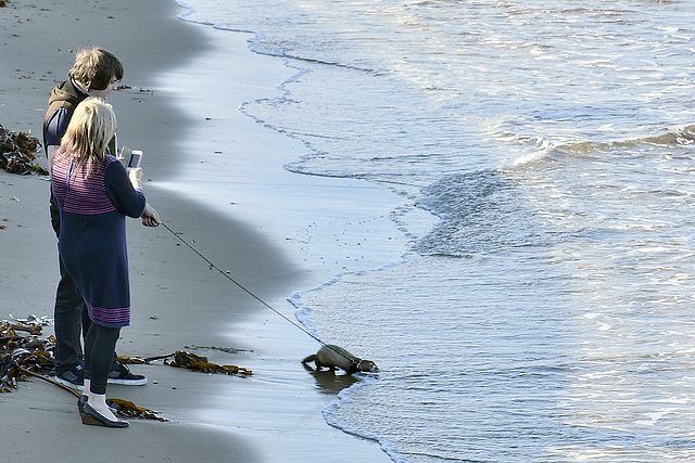 Ferret having a dip in the sea at Whitby  ;-)