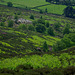 Middle Moor - new growth Bracken