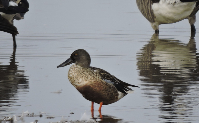 Northern Shoveler