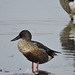 Northern Shoveler