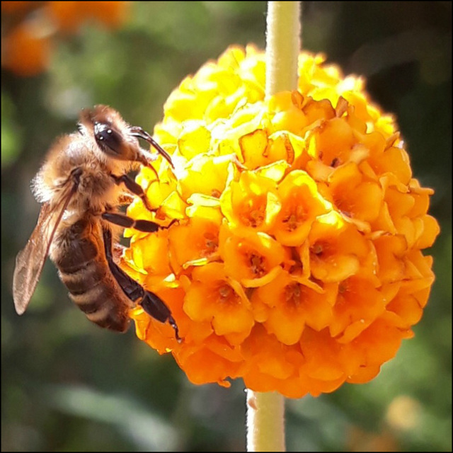 Apis mellifera.