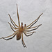 Spider_IMG6621