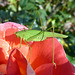 Grüne Schrecke, rote Rose und Oktobersonne