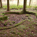 Remains of Ornamental Pool In The Woods, Lowther Castle, Cumbria