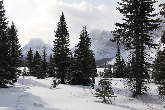 Bow Lake