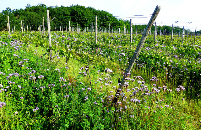 DE - Walporzheim - Vineyards