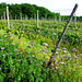 DE - Walporzheim - Vineyards