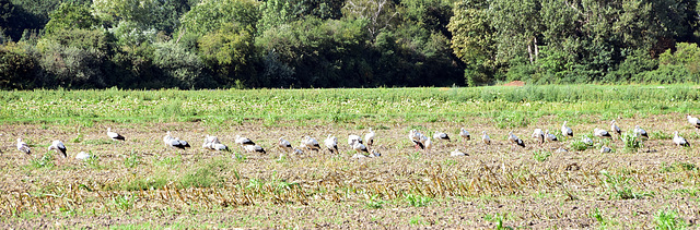 Störche auf einem Feld bei Schifferstadt (Pfalz)