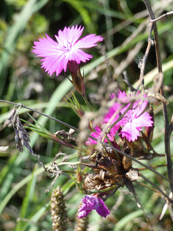 Wildblumen