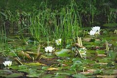 Pond Waterlilies in bloom