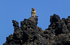Lava-Schlacke mit Squirrel -  Lava Butte, Oregon, USA