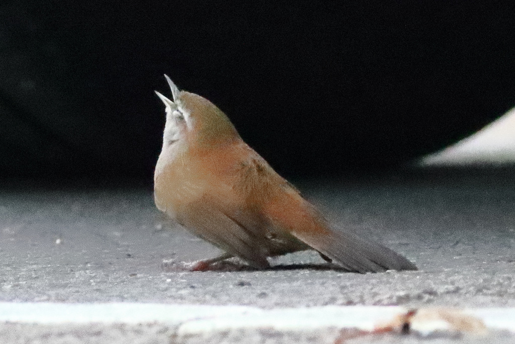 EOS 90D Peter Harriman 09 28 08 46350 cettisWarbler dpp