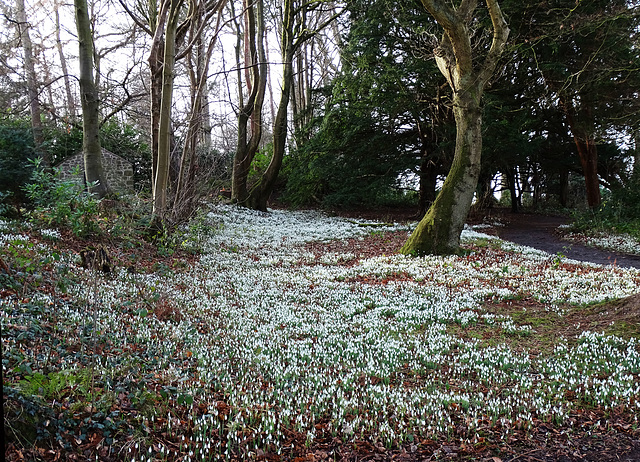 Chirk snowdrops 3