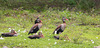 EF7A6155 Whistling Duck