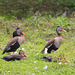 EF7A6155 Whistling Duck