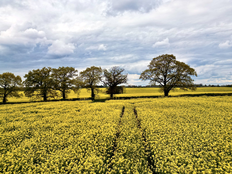 Mellow Yellow (Quite Rightly)