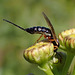 Schlupfwespe