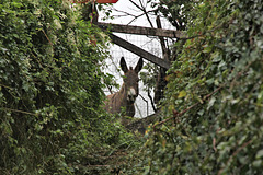 HFF - neugieriger Esel am oberen Ende eines steilen Treppenaufgangs auf dem Wanderweg von Tramin nach Altenburg