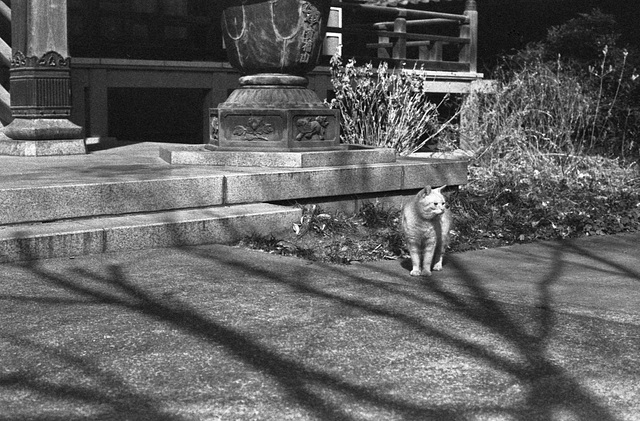 Temple cat