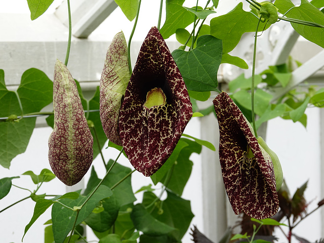 Aristolochia grandiflora