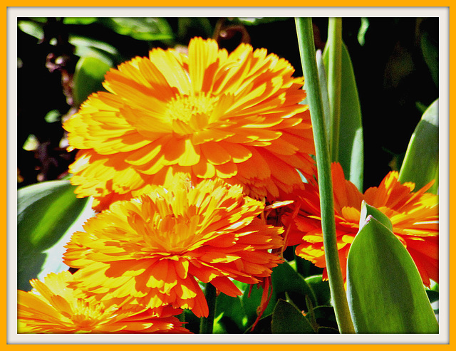 Marigolds.