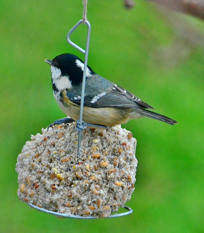 Coal Tit