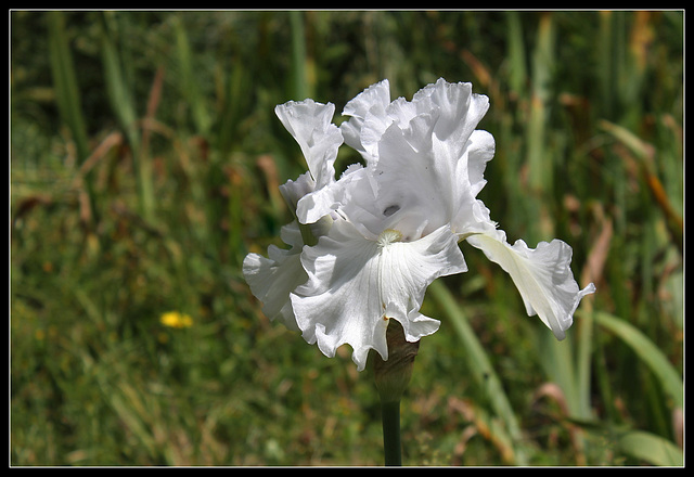 Blanc 4 (3)