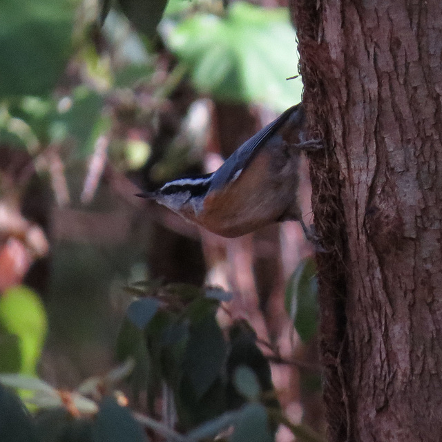 Red-breasted nuthatch