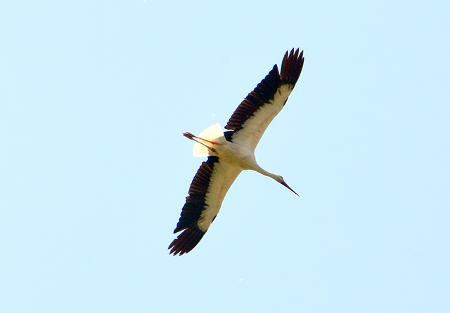 Storch im Gleitflug