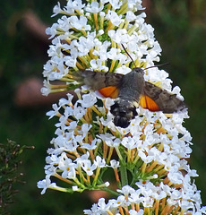 Kolibriehawkmoth ,