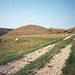 Hamston Hill above Thorpe (Scan from August 1989)