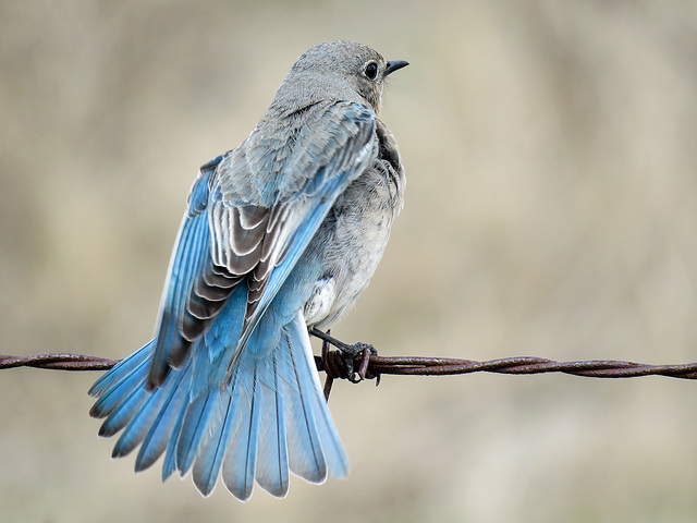 Mountain Bluebird