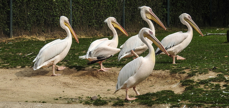 20190901 5680CPw [D~VR] Rosapelikan, Vogelpark Marlow