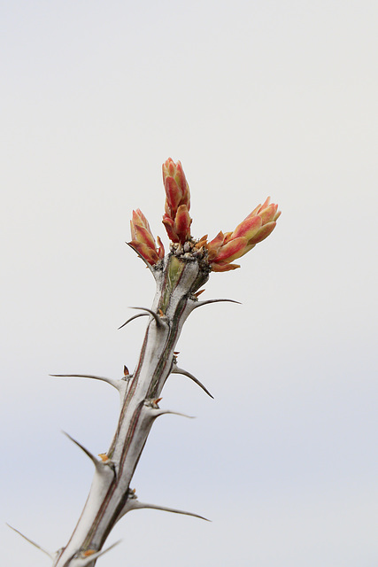 Ocotillo Buds