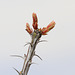 Ocotillo Buds