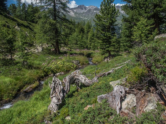 beim Berglisee