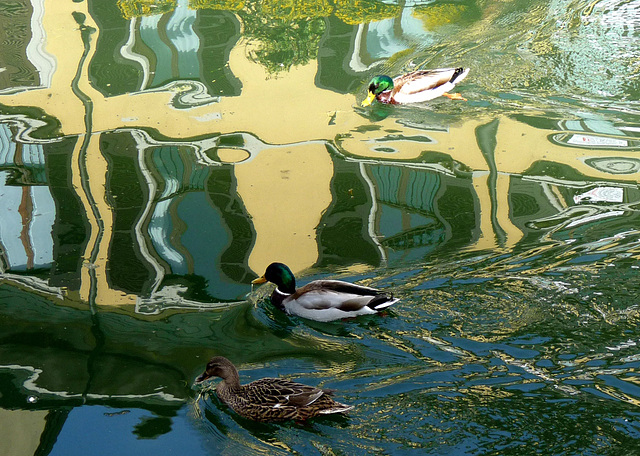 Gap Milano 6 aprile 2014-Sull'acqua del Naviglio -Ducks