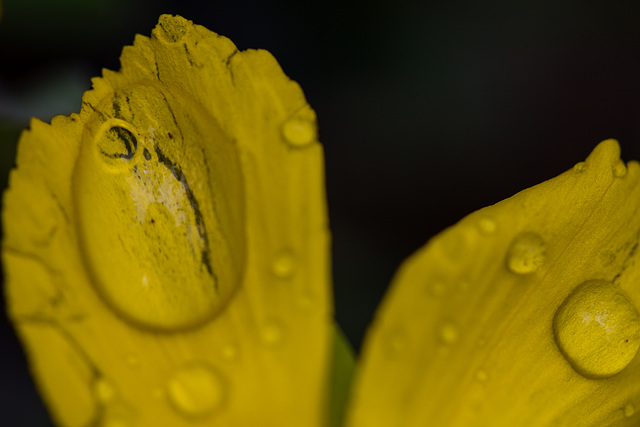 In meinem Garten - die Farben des Sommers