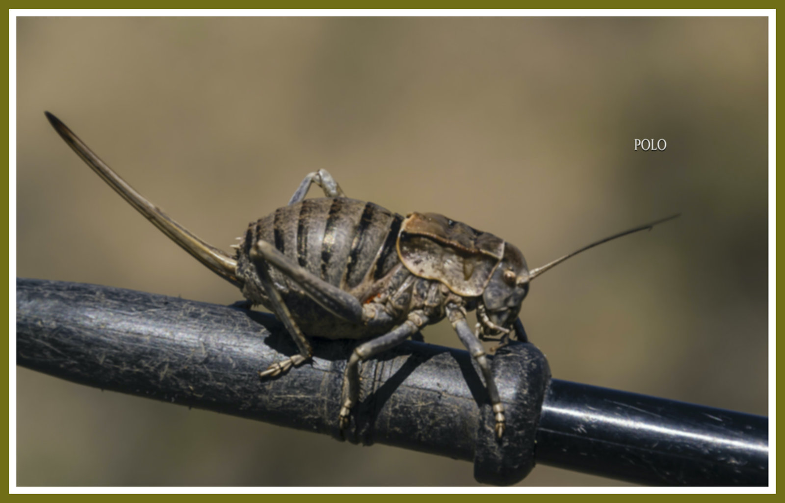 Pholidoptera griseoaptera