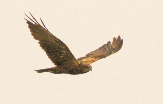 IMG 3915 Marsh Harrierv2