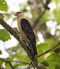 EF7A6161 Yellow Headed Caracara