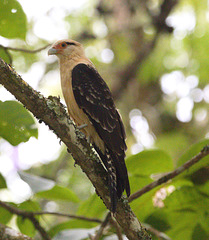 EF7A6161 Yellow Headed Caracara