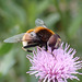 Hummel-Keilfleckschwebfliege