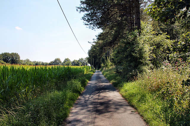 Kippheide (Dorsten) / 20.07.2024