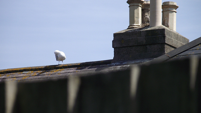 Mum or dad keeping an eye out