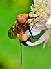 Hoverfly. Volucella pellucens