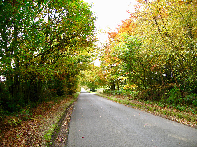 Autumn colours looking down Maker Lane above Nicholl's Covert